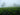 Cultivate Tea and Spice Assam Tea Farm