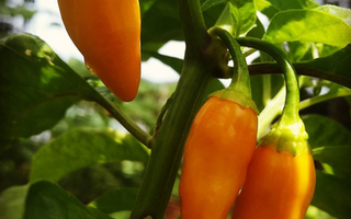 The Datil:  St. Augustine's Famous Chili Pepper