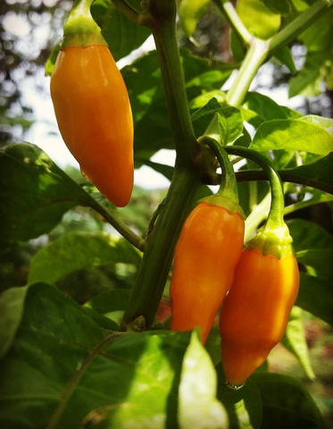 The Datil:  St. Augustine's Famous Chili Pepper