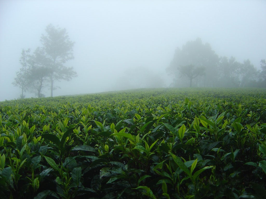 Cultivate Tea and Spice Assam Tea Farm