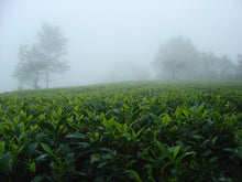 Load image into Gallery viewer, Malty Assam - Black Tea
