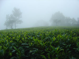 Malty Assam - Black Tea