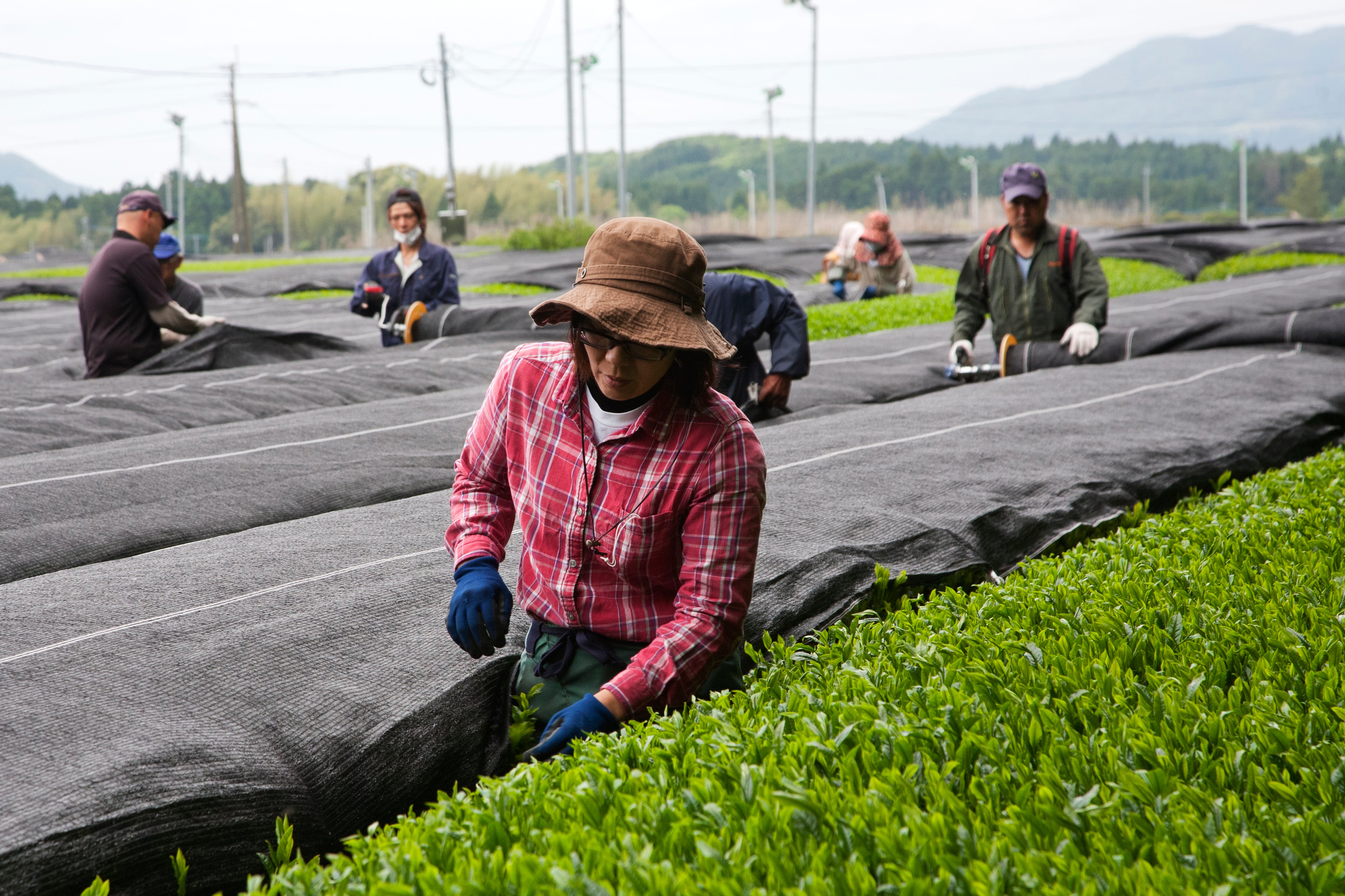 Cultivate Tea and Spice Organic Matcha Farm