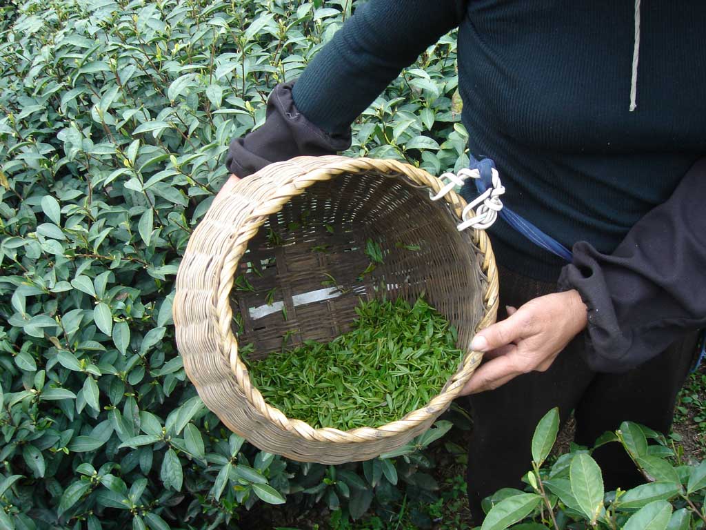 Cultivate Tea and Spice Bai Mudan Tea
